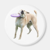 Frisbee Dog Meme Magnet (Voorkant)