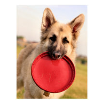 Frisbee