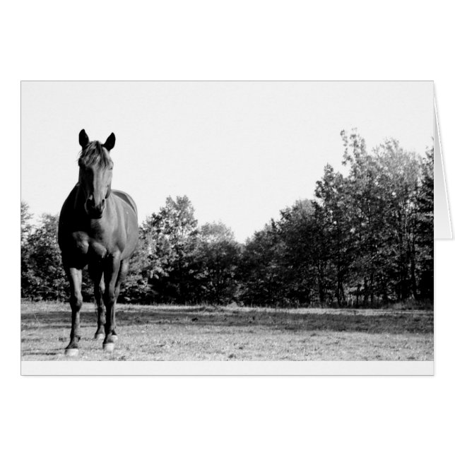 Frisco (Voorkant Horizontaal)