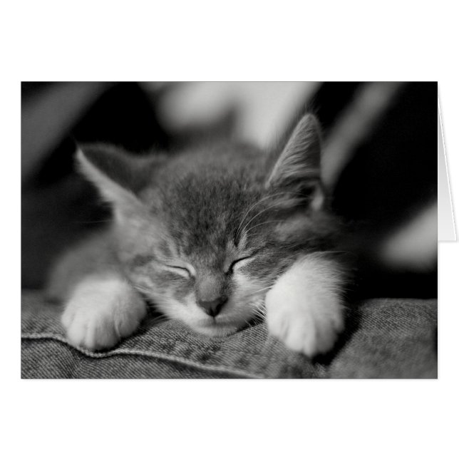 Frisco (Voorkant Horizontaal)