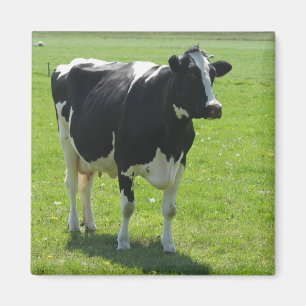 Frisiaanse koe in groene weide Fridge Magnet