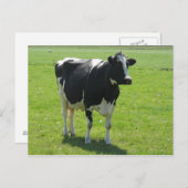 Frisiaanse koe met groene weide Post Card Briefkaart (Voorkant / Achterkant)