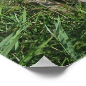 Frisian Holstein Cattle Dairy Koeien Foto Poster (Hoek)