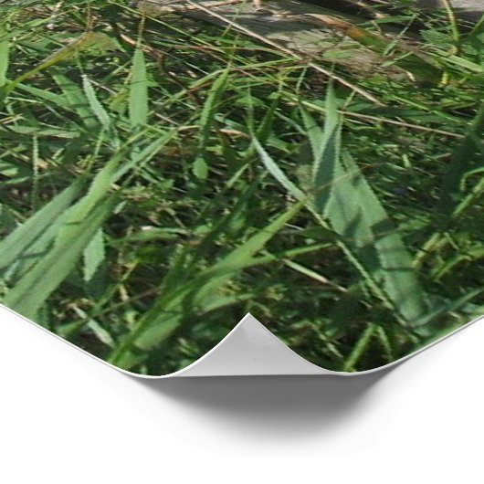 Frisian Holstein Cattle Dairy Koeien Foto Poster (Hoek)