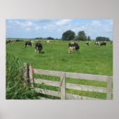 Frisian Holstein Cattle Dairy Koeien Foto Poster (Voorkant)