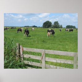 Frisian Holstein Cattle Dairy Koeien Foto Poster