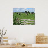Frisian Holstein Cattle Dairy Koeien Foto Poster (Keuken)