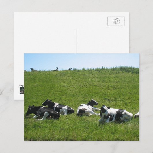 Frisian Holstein Cows Briefkaart (Voorkant / Achterkant)
