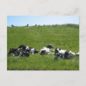 Frisian Holstein Cows Briefkaart (Voorkant)