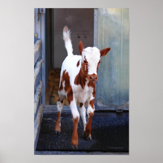 Frisky Calf Poster (Voorkant)