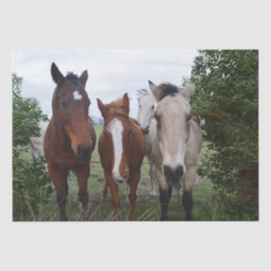 Frisky Hair: heerlijke paardenproblemen, Tissuepapier