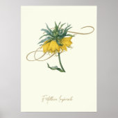 Fritillaire Poster (Voorkant)