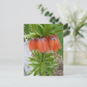 Fritillaria Imperialis Oranje Flowers Briefkaart (Staand voorkant)