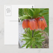 Fritillaria Imperialis Oranje Flowers Briefkaart (Voorkant / Achterkant)