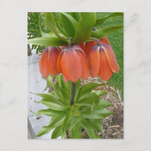 Fritillaria Imperialis Oranje Flowers Briefkaart