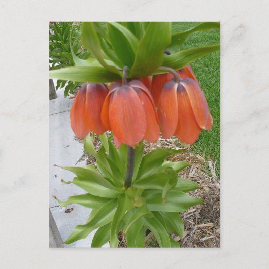 Fritillaria Imperialis Oranje Flowers Briefkaart (Voorkant)