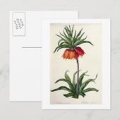 Fritillaria Imperialis uit "Les Lilacees", 1802- Briefkaart (Voorkant / Achterkant)