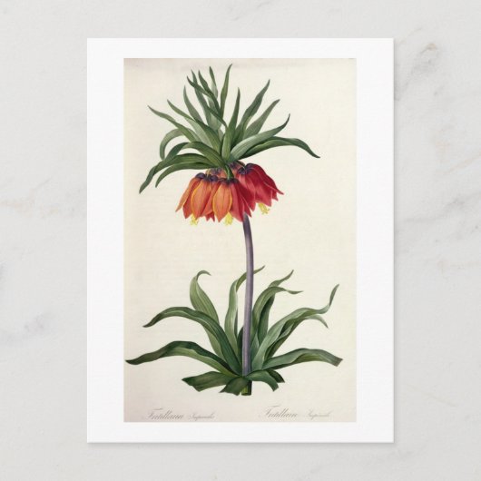 Fritillaria Imperialis uit "Les Lilacees", 1802- Briefkaart (Voorkant)