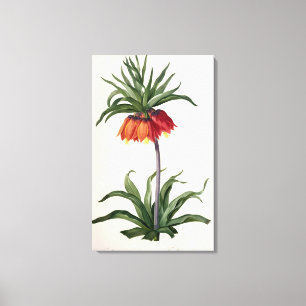 Fritillaria Imperialis uit "Les Lilacees", 1802- Canvas Afdruk