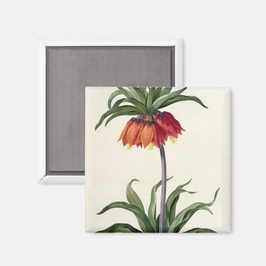 Fritillaria Imperialis uit "Les Lilacees", 1802- Magneet (Voorkant / Achterkant)