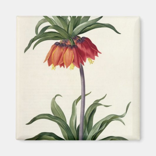 Fritillaria Imperialis uit "Les Lilacees", 1802- Magneet (Voorkant)