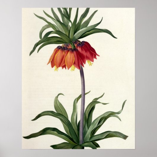 Fritillaria Imperialis uit "Les Lilacees", 1802- Poster (Voorkant)