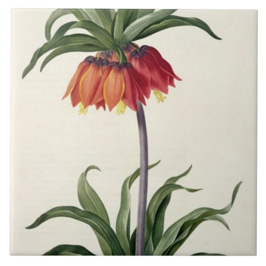 Fritillaria Imperialis uit "Les Lilacees", 1802- Tegeltje (Voorkant)