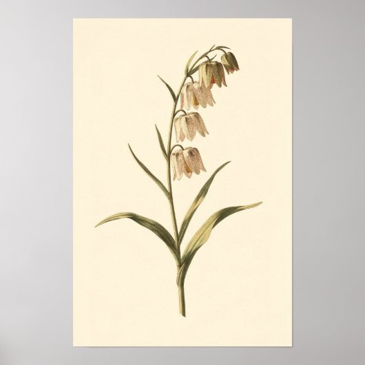 Fritillary Botanische Studie | 12 × 18 Poster (Voorkant)