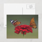 Fritillary Butterfly (Argyreus hyperbius) op 2 Briefkaart (Voorkant / Achterkant)