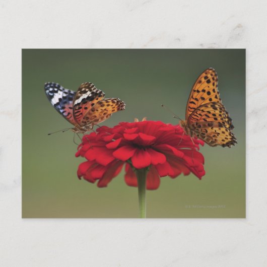 Fritillary Butterfly (Argyreus hyperbius) op 2 Briefkaart (Voorkant)