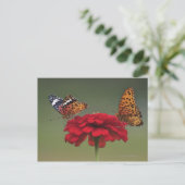 Fritillary Butterfly (Argyreus hyperbius) op 2 Briefkaart (Staand voorkant)