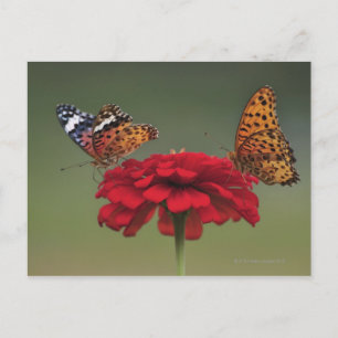 Fritillary Butterfly (Argyreus hyperbius) op 2 Briefkaart