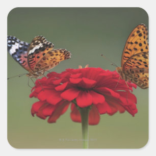 Fritillary Butterfly (Argyreus hyperbius) op 2 Vierkante Sticker