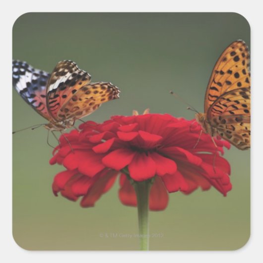 Fritillary Butterfly (Argyreus hyperbius) op 2 Vierkante Sticker (Voorkant)