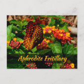 Fritillary Butterfly Lantana Flowers Fotografisch Briefkaart (Voorkant)