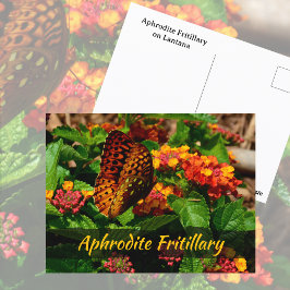 Fritillary Butterfly Lantana Flowers Fotografisch Briefkaart