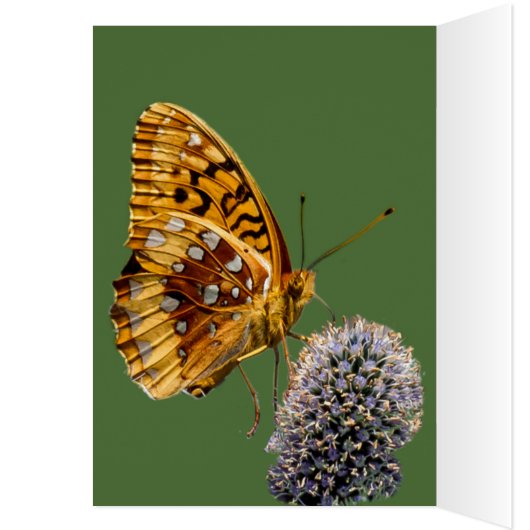 Fritillary Butterfly on Blue Thistle Vertical (Binnen (Links))