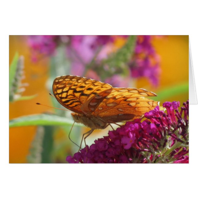 Fritillary Colors - Butterfly (Voorkant Horizontaal)