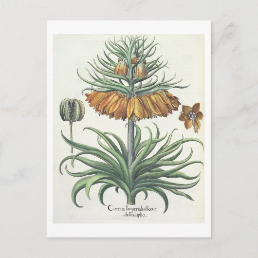 Fritillary: Duplic florum van Imperialis van de Briefkaart (Voorkant)