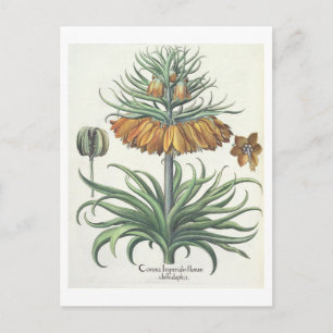 Fritillary: Duplic florum van Imperialis van de Briefkaart