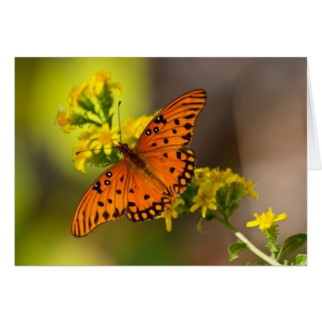 Fritillary Gulf Butterfly Gifts and Apparel (Voorkant Horizontaal)