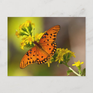 Fritillary Gulf Butterfly Gifts and Apparel Briefkaart