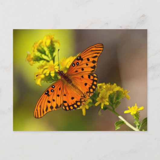Fritillary Gulf Butterfly Gifts and Apparel Briefkaart (Voorkant)