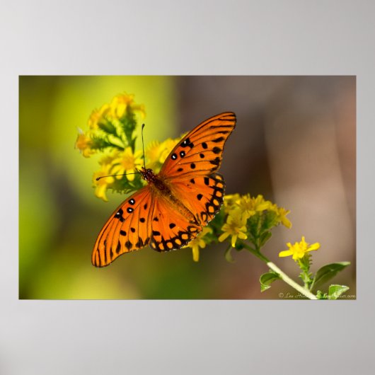 Fritillary Gulf Butterfly Prints Posters (Voorkant)
