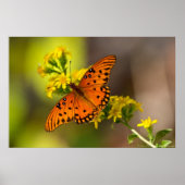 Fritillary Gulf Butterfly Prints Posters (Voorkant)