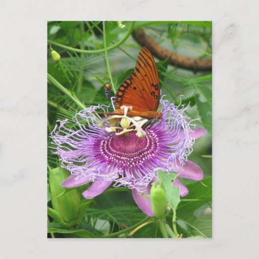 Fritillary & Passion Vine Briefkaart (Voorkant)