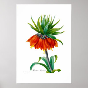 Fritillary Poster
