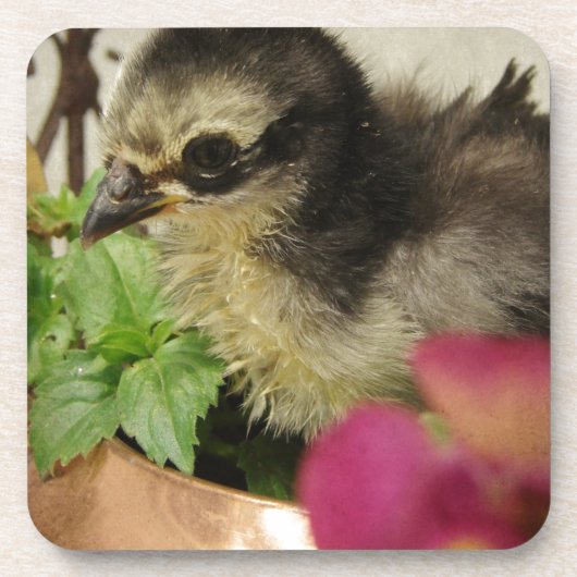 Frizzle Chick Bier Onderzetter (Voorkant)