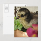 Frizzle Chick Briefkaart (Voorkant / Achterkant)