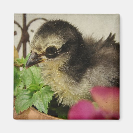 Frizzle Chick in Flowers Magneet (Voorkant)